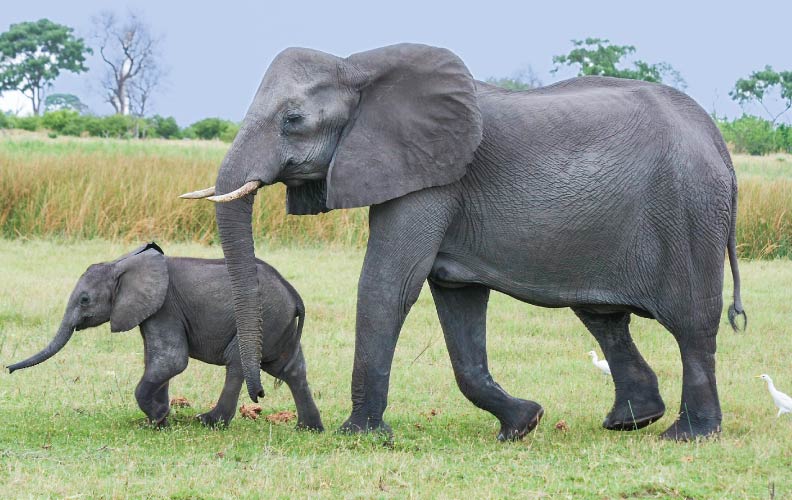 Adult elephant with baby elephant outside walking in the grass.